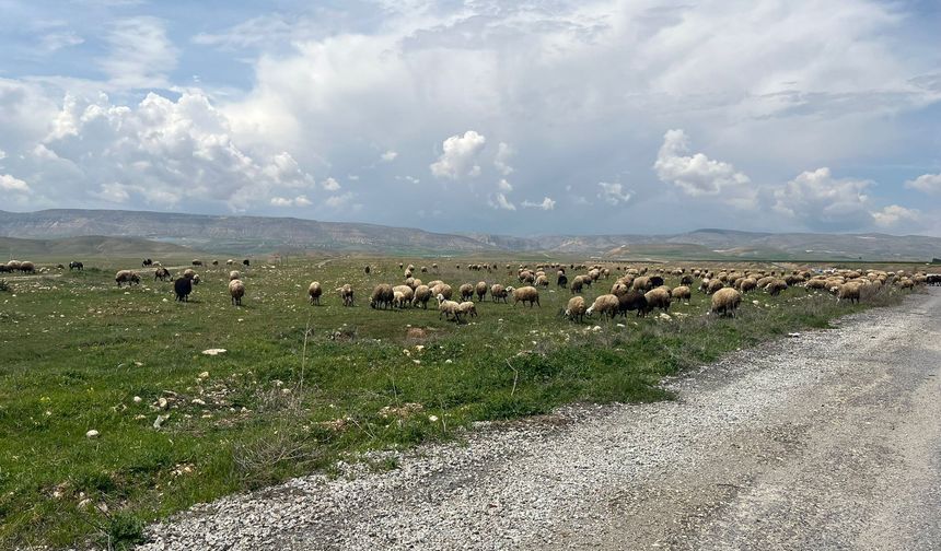 Malatya’da Baharla Birlikte Meralar Şenlendi: Küçükbaşlar Otlaklara Çıktı