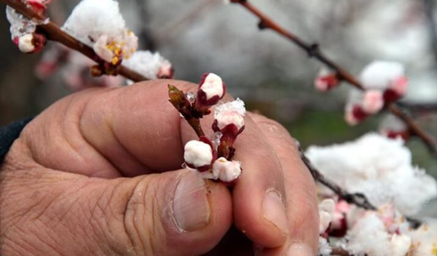 Çevre İllerde Zirai Don Uyarısı Yapıldı: Peki Malatya’nın Son Durumu Ne?