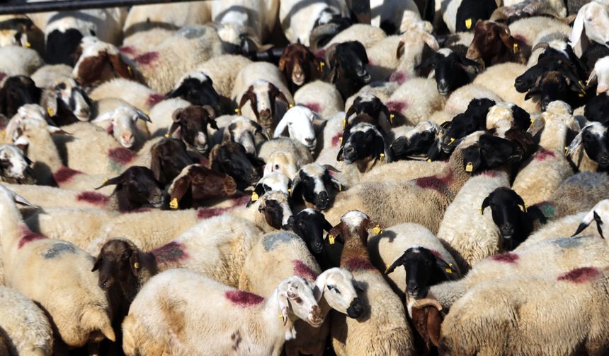 Bayram Öncesi Alarm: 36 Bin Araç ve 4 Milyon Hayvan Denetlendi