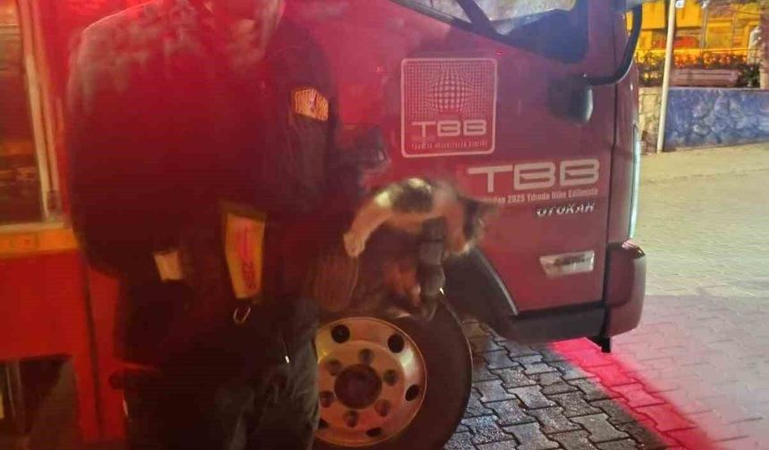 Adıyaman'da Motora Sıkışan Kedi İçin Seferber Olup Kurtardılar
