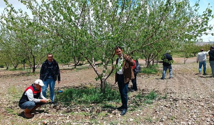 Elazığ’da Dolu Felaketi: Kayısı ve Badem Bahçeleri Zarar Gördü