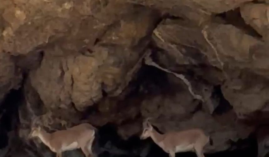 Malatya’da Yaban Keçilerinden Nefes Kesen Tırmanış