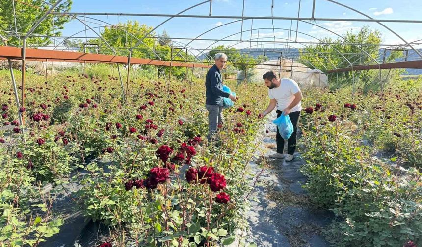 Şanlıurfa'da Tescilli Karagülün  Hasadı Başladı