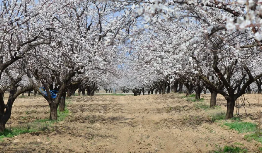 Malatya'da 1.9 Milyonluk Kayısı Bahçesi İcradan Satılığa Çıkarıldı