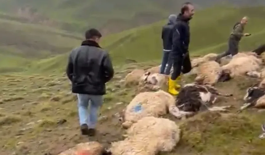 Sürüye yıldırım isabet etti: 30 koyun öldü