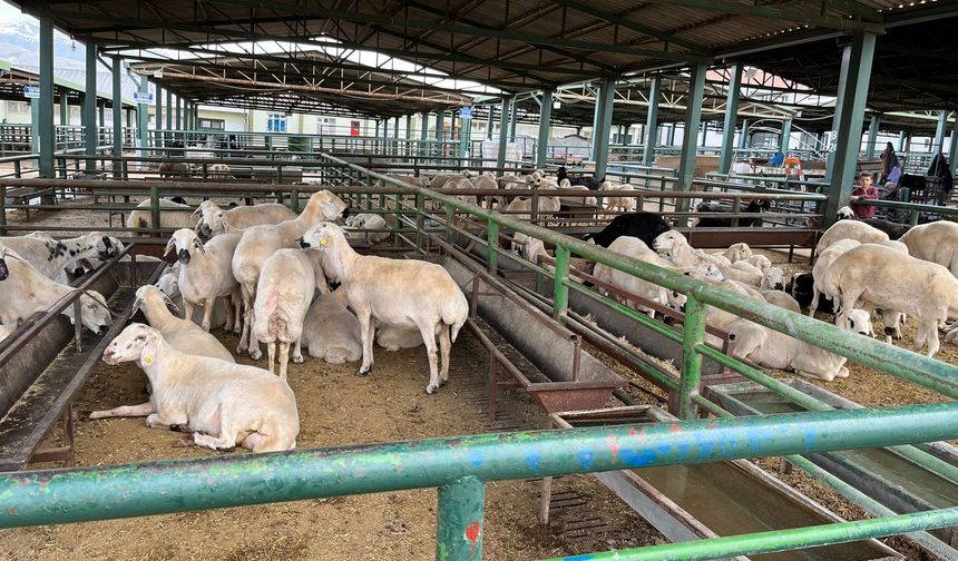 Malatya Kurban Pazarında Hareketlilik Başladı İşte Kurbanlık Fiyatları