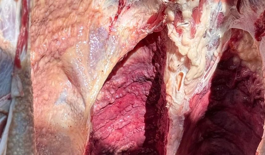Kurbanı Kesince Gerçek Ortaya Çıktı! Satıcı Hayvanı Geri Aldı
