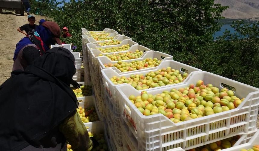 Dünyanın Gözü Malatya'da! İlk Kayısılar Avrupa'ya Gönderildi