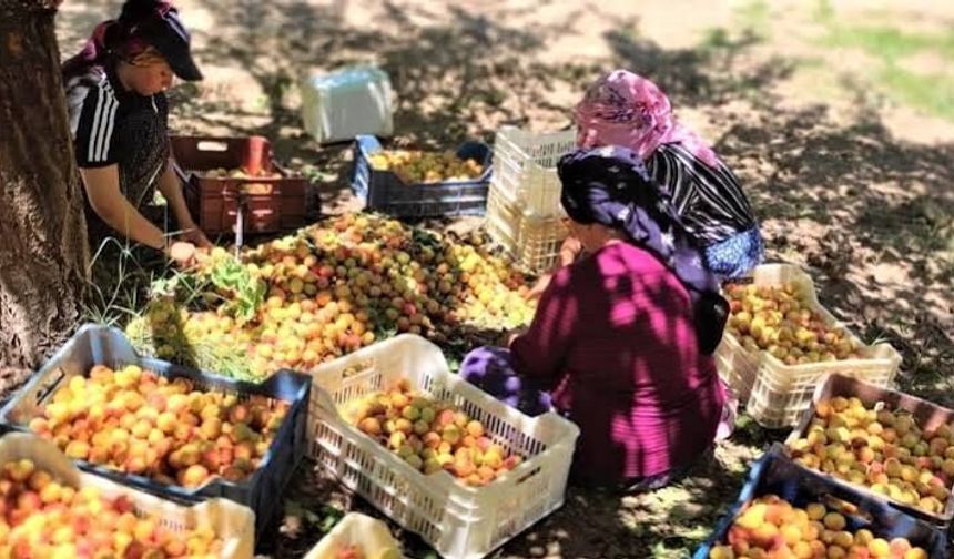 Malatya'da Kayısı Hasadı Başlamadan Karar Çıktı! İşçilerin Şartları Değişiyor