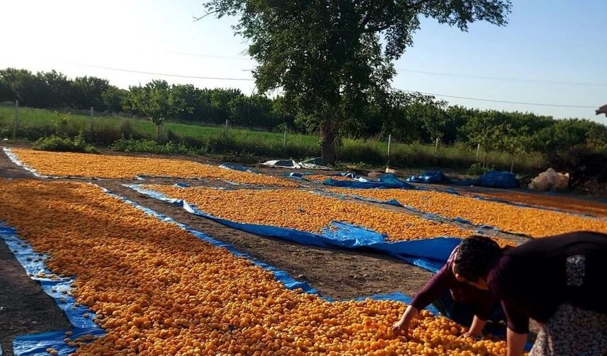 Malatya'da Kayısı Sezonu Başlarken İşçiler İçin Yeni Kurallar Yayımlandı