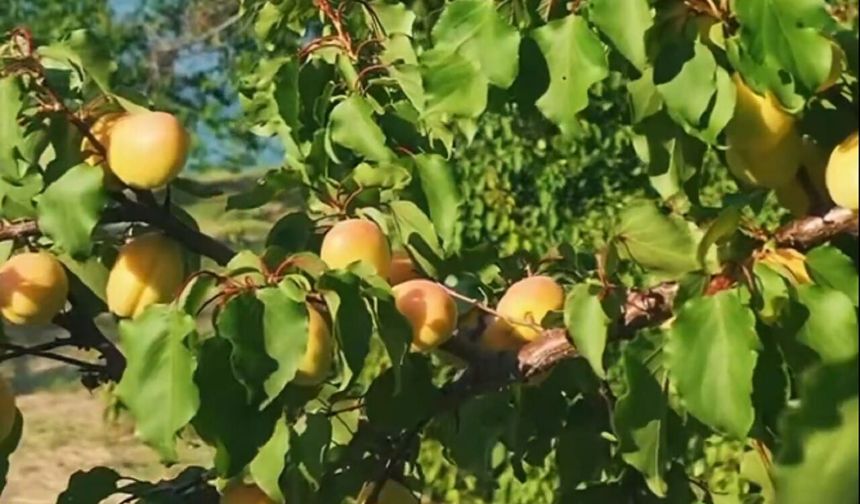 Malatya Valisi Seddar Yavuz'dan Kayısı Üreticilerine Mesaj