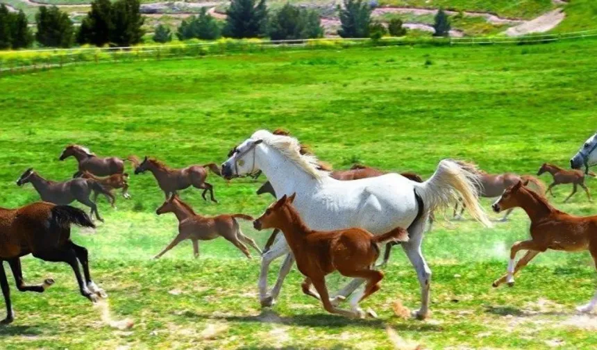 Malatya’dan Çıktı, Bursa’yı Salladı: 2 Yaşındaki 'Ruşenbey' Tam 1 Milyon 200 Bin TL!