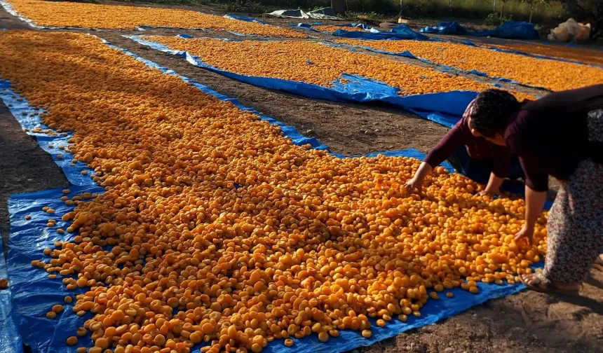 Malatya’da Yeni Yevmiye Fiyatları Netleşti!