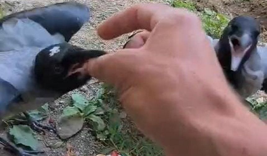 Özgür Bıraktı Ama Gitmediler! Kurtardığı Kargalar Her Gün Ona Dönüyor