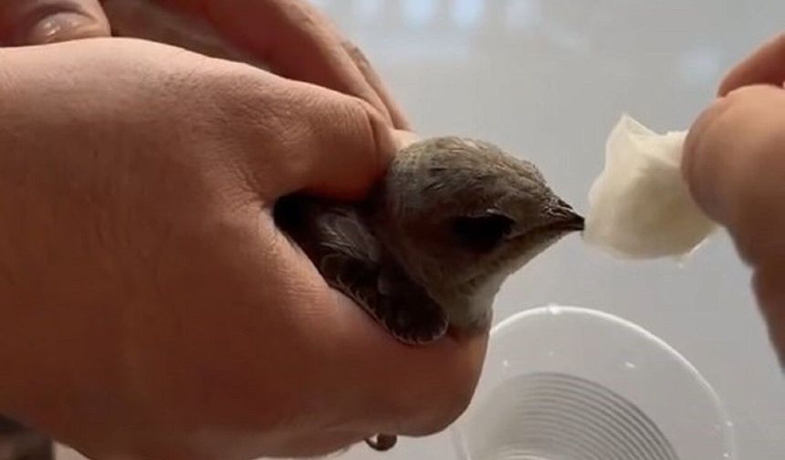 Kavurucu Sıcaklarda Ebabil Kuşuna Vatandaşlardan Şefkat Eli