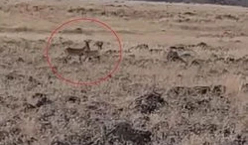 Koruma Altındaki Ceylanlar Siverek Kırsalında Yeniden Görüntülendi