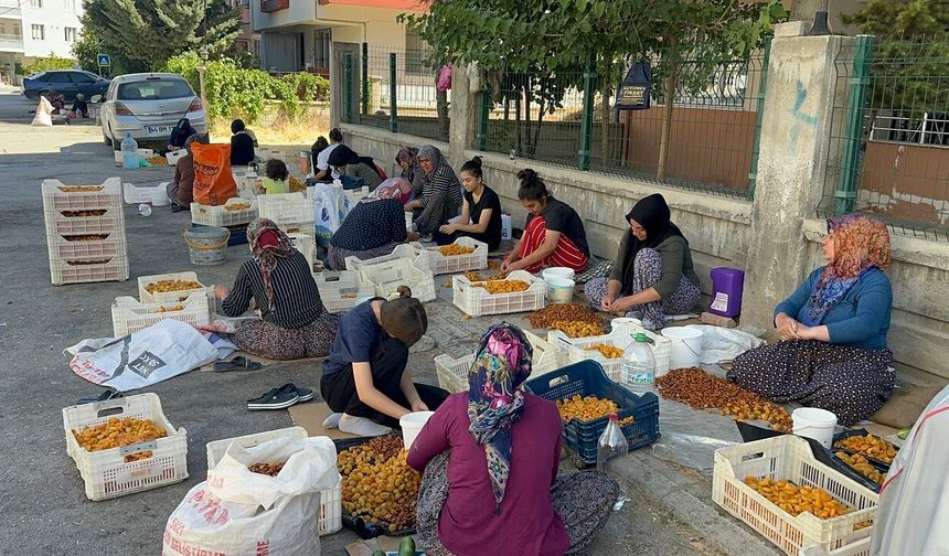 Malatya’da Kayısı Mesaisi Krize Döndü! Ev Kadınları Ceza Korkusuyla Çalışıyor
