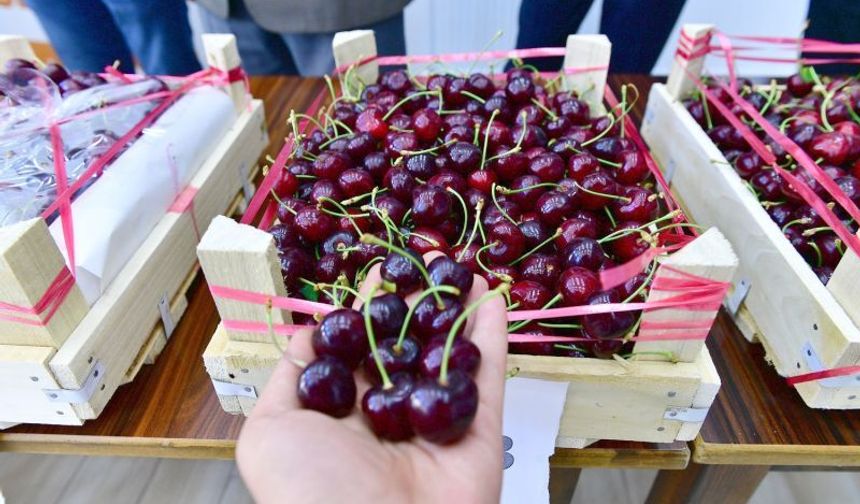 Malatya'da kirazın fiyatı düştü