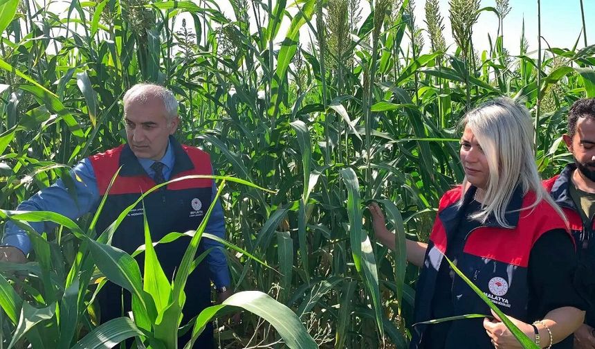 Malatya'da Üreticilere Yeni Umut! Bu Yem Bitkisi Verimi Artırabilir