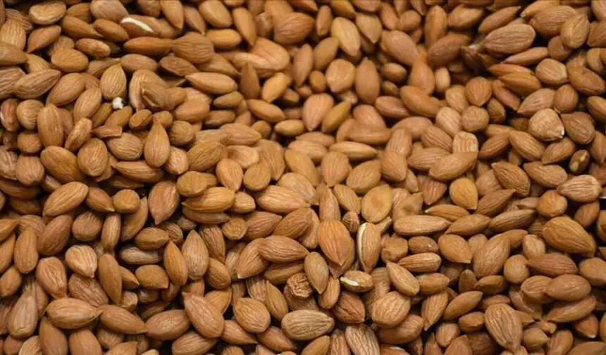 Kayısı çekirdeği faydalı mı, zararlı mı? Bilimsel araştırmalar ne söylüyor?