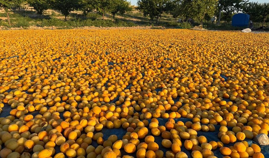 Kuraklık ve Don Tehdidine Karşı Malatya Kayısısına Yeni Umut! Üretimde Dönüşüm Kapıda