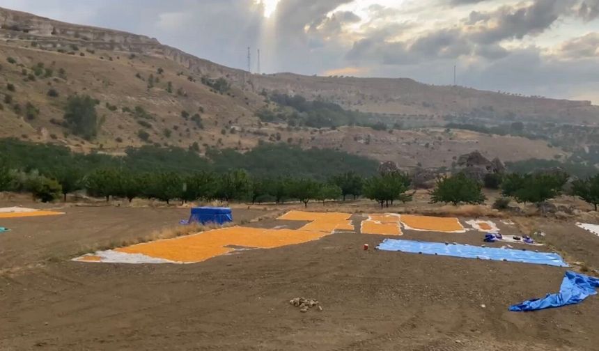 Kayısı Üreticisini Vuran Sağanak: Dereler Taştı, Sergenler Sular Altında Kaldı!