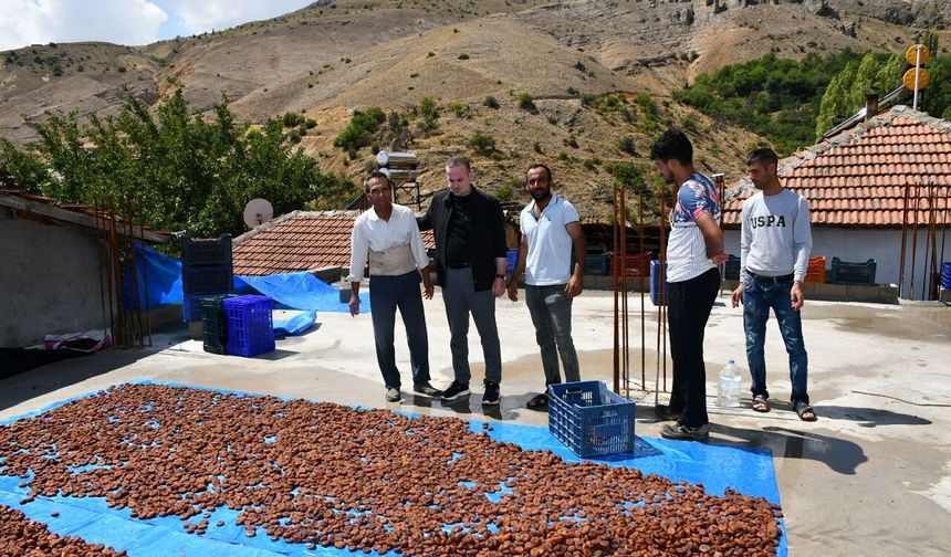 Malatya’da Kayısı Üreticisini Yıkan Sel: ‘500 Liralık Ürün 50 Liraya Düşecek’”