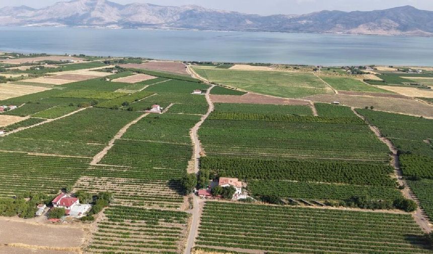 Elazığ’da Erkenci Üzüm Hasadı Başladı: Üreticinin Gözü Dış Pazarda
