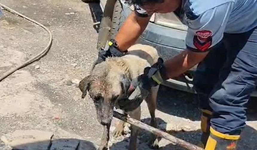 Konteynerin altında mahsur kalan anne köpek ve yavruları kurtarıldı