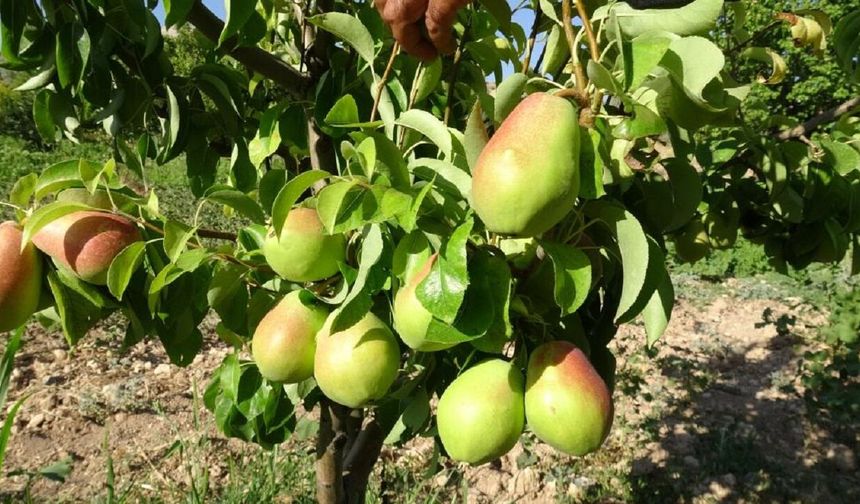 Malatya’da Kayısıya Güçlü Rakip Çıktı! Santa Maria Armudu ve Nektarinde Hasat Başladı