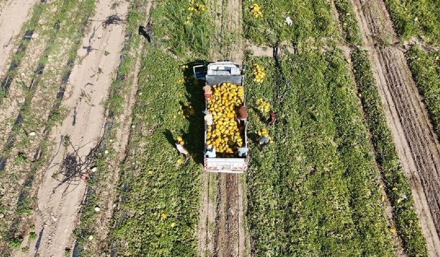 Malatya’nın Çukurovası’nda Tarlalar Kavunla Doldu Taştı! Günde 200 Ton Hasat Ediliyor...