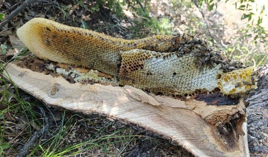 Elazığ’da ağaç kovuğundan kilo kilo doğal bal çıktı