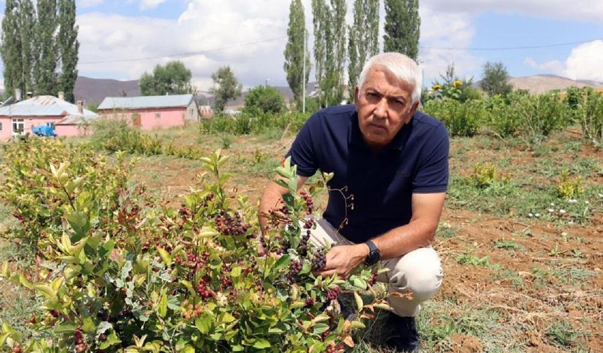 Sarız’da yeni tarım hamlesi: Aronya ile ekonomiyi büyütmeyi hedefliyor
