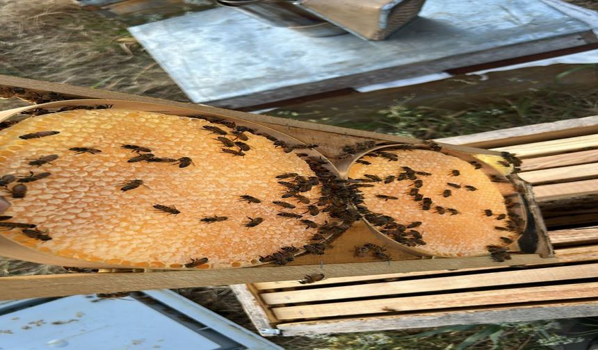 Yaylalardan Gelen Lezzet: O Bölgenin Balı Neden Bu Kadar Özel?