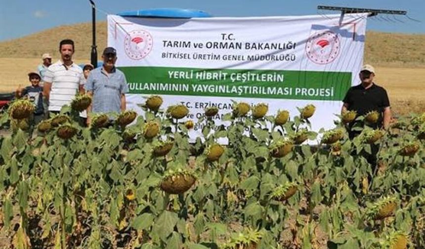 Erzincan’da Ayçiçeği Ekim Alanı İki Yılda Yüzde 50 Arttı!
