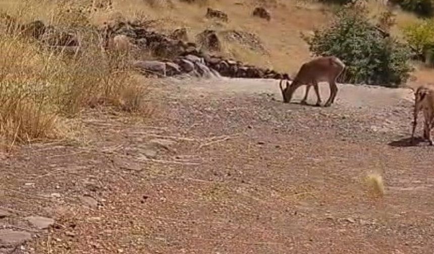 Malatya’da kayalık alanda dağ keçileri sürüsü görüntülendi