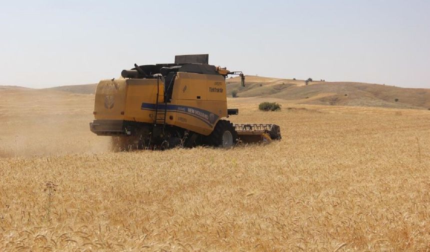 Sivas’ta 5 farklı buğday çeşidi ilk kez hasat edildi! En verimlisi 3 yıl içinde belli olacak