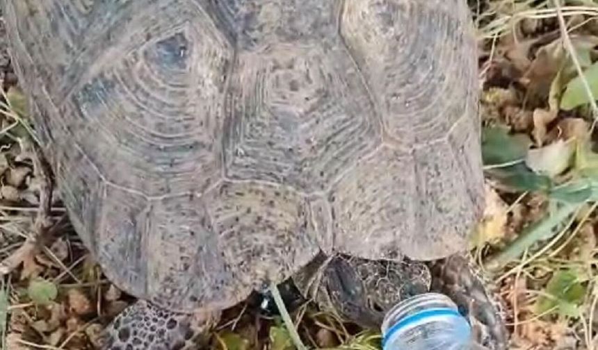 Sıcak Hava Kaplumbağayı da Vurdu! Duyarlı Vatandaşın Bir Avuç Suyu Hayat Verdi