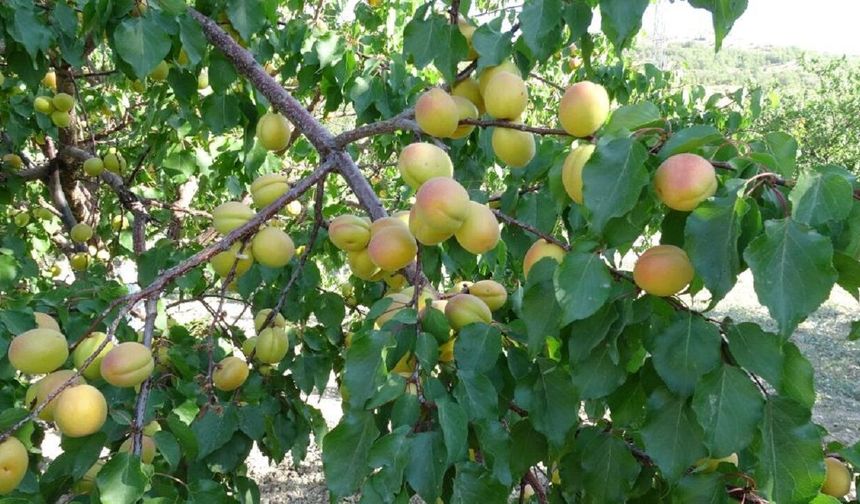 Kayısıda Devrim Olabilir! Malatya'da Aynı Ağaçta Hem Çağla Hem Hasatlık Kayısı
