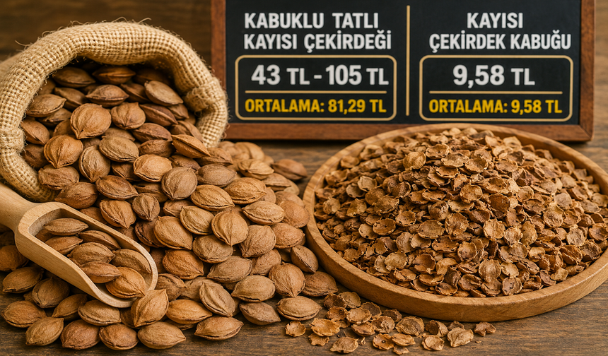 Malatya’da Kayısı Çekirdeği Fiyatı Belli Oldu! Rakamı Gören Şaşırdı