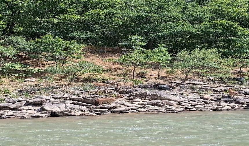 Tunceli’de Doğanın Sessiz Misafirleri Görüntülendi! Dağ Keçileri Nehir Kenarında Ortaya Çıktı