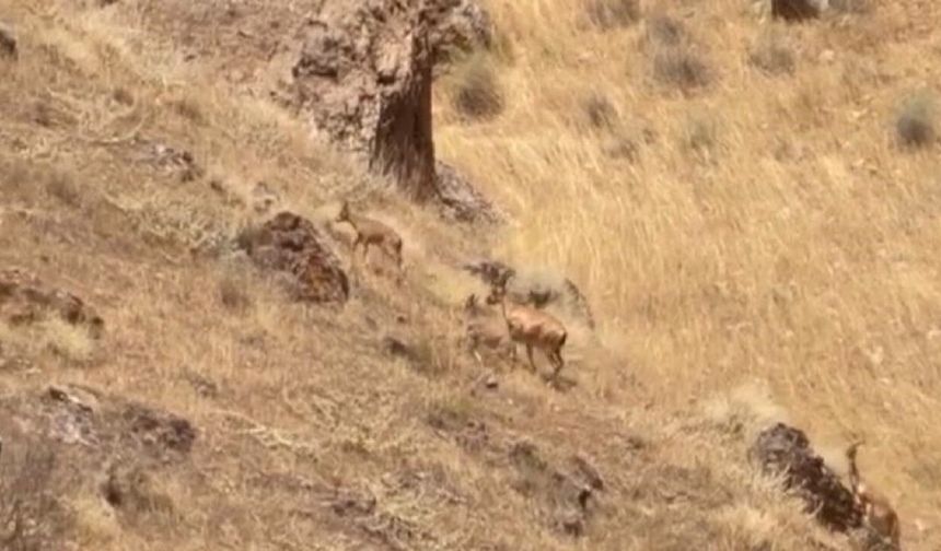Malatya’da Doğaseverleri Heyecanlandıran Görüntü! Yaban Keçileri Ortaya Çıktı