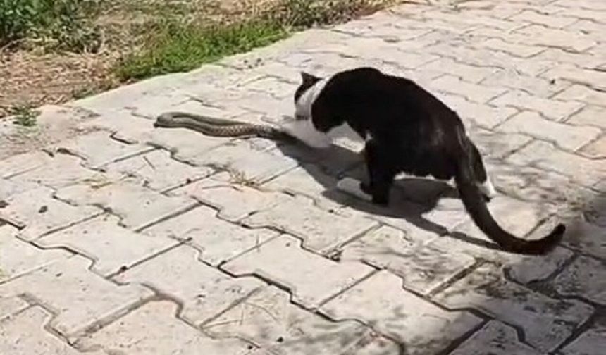 Elazığ’da Kedi ile Yılanın İlginç Karşılaşması Kamerada