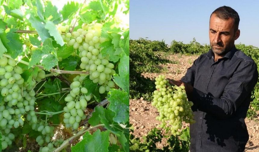 Malatya’da Unutulmuştu, Şimdi Yok Satıyor! Tahannebi Üzümüne Talep Yağıyor