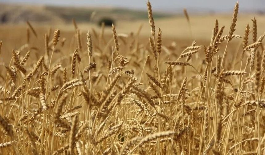 Yağışlar Yüzde 76 Arttı! Malatya’da Buğday İçin Umutlar Güçlendi
