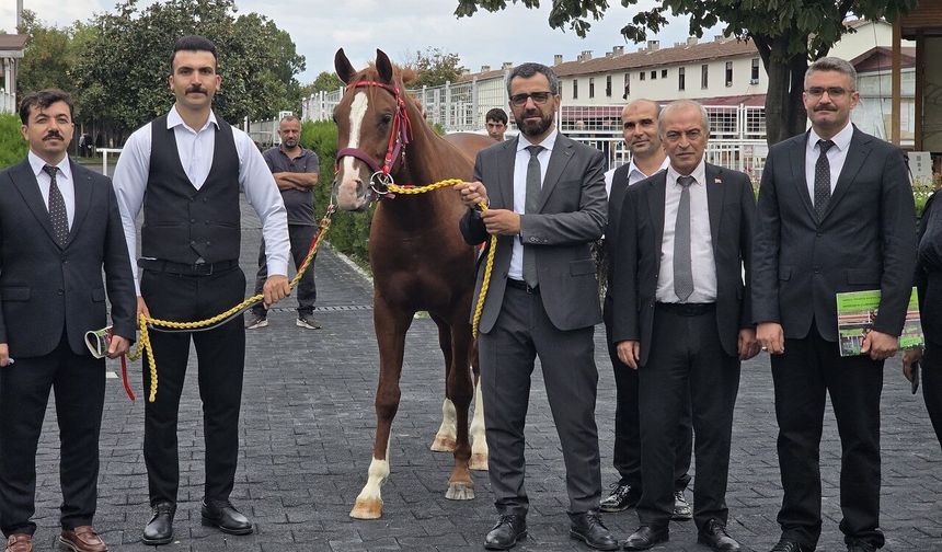 Malatya’da Yetiştirildi, Veliefendi’de Milyonlara Satıldı! En Pahalı Tay 8,75 Milyon TL
