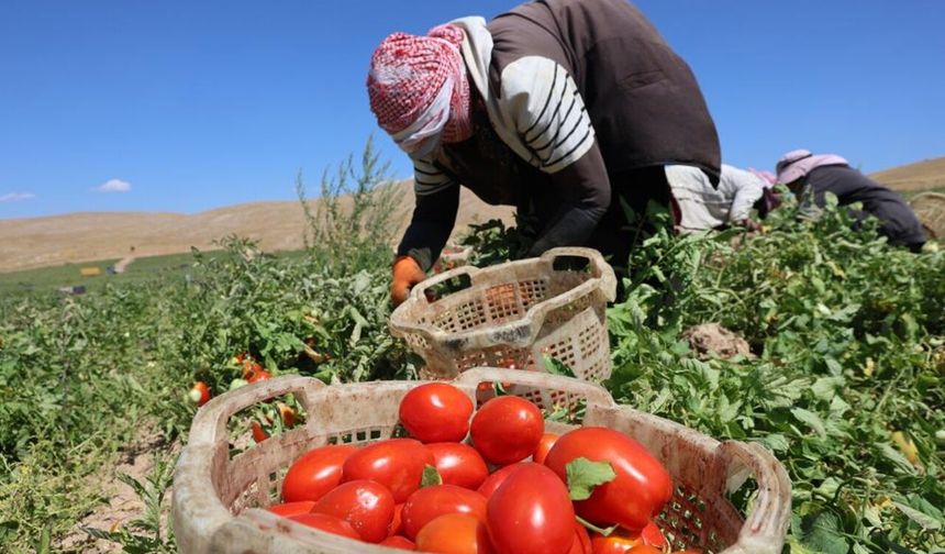 Elazığ’da 7 Bin Dönümlük Tarlada Domates Bereketi: 20 Bin Ton Rekolte Bekleniyor
