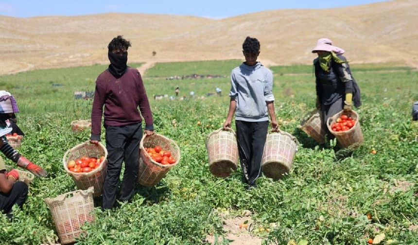 40 Derece Sıcakta Ekmek Mücadelesi: Elazığ’da Tarlalar İşçilerle Doldu