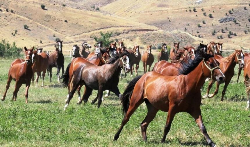 Malatya’da Yetiştirildi! Sultansuyu’nun 15 Safkan Arap Tayı Açık Artırmayla Satılıyor