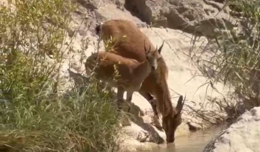 Malatya’da yaban keçileri Tohma Çayı’na indi! Sürü halinde su içerken görüntülendiler